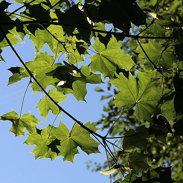 Metsävaahteran oksa